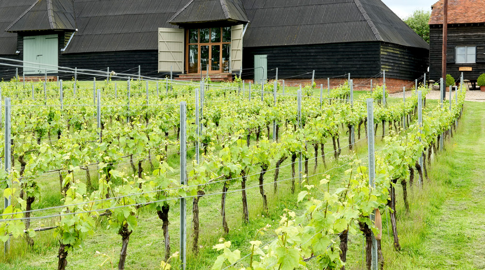 Winding Wood Vineyard